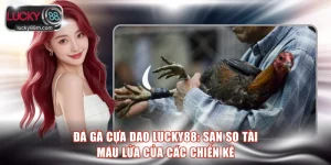 Đá gà cựa dao