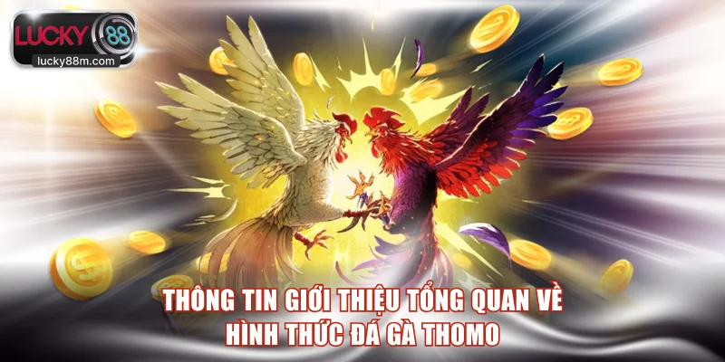 Thông tin giới thiệu tổng quan về hình thức đá gà Thomo