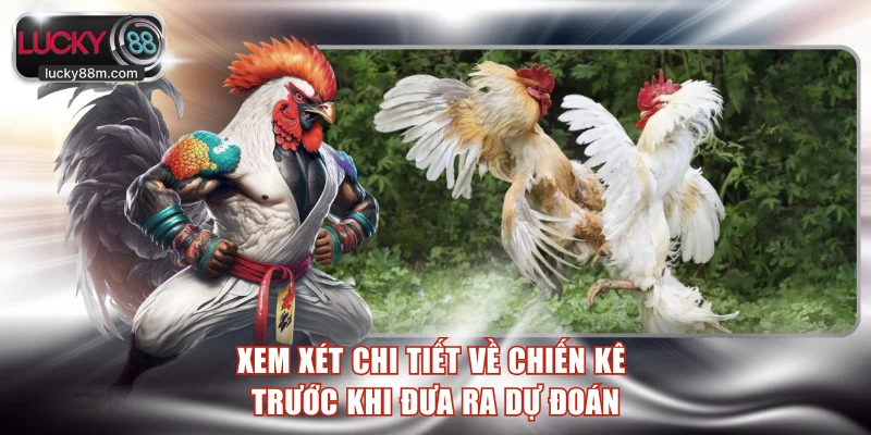 Xem xét chi tiết về chiến kê trước khi đưa ra dự đoán